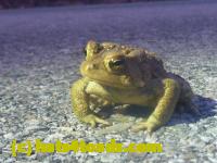 /home//u458753944/public_html/sourcegallery//////Roxborough Toad Detour/2013-2019/2015/11080513_10206526857159110_833594515397498834_o.jpg